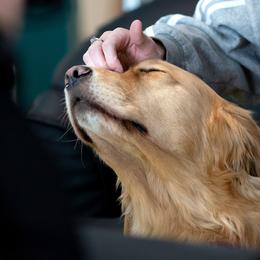 Andie - Golden Retriever