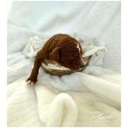 PLUM - Red  male Goldendoodle puppy in Independence, Oregon from Ankeny Doodles