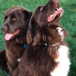 Newfoundlands from Rocky Fork Newfoundlands