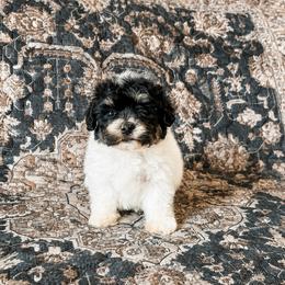 Cove - Black male Havapoo puppy in Norwood, Missouri from Neuroth Pup Co.