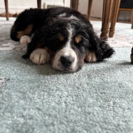 Bernedoodle Puppies from Buckingham's Bernedoodle Buddies