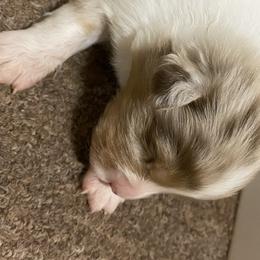 Australian Shepherd Puppies from Mullis Australian Shepherd