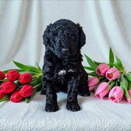 Crepe - Black and white female Aussiedoodle puppy in Sparta, Missouri from Sis' Doodles & Poodles