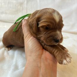 Storm - Apricot male Cavapoo puppy in Adrian, Oregon from ApplebyFarm
