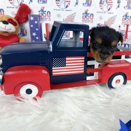 Teacup Megan - Black and tan female Yorkshire Terrier puppy in Lithonia, Georgia from Toy Yorkies Atlanta