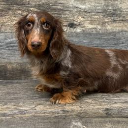 Coco - Dapple female Dachshund puppy in Augusta, Georgia from Cherokee Hill Dachshunds