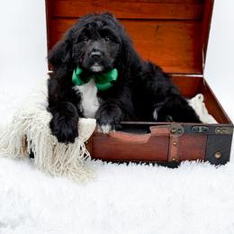 Griffin - Black male Bernedoodle puppy in North Carolina from NC Doodle Puppies