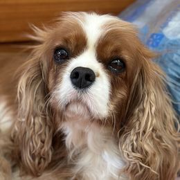 Pixie but we call her Scoot - Cavalier King Charles Spaniel