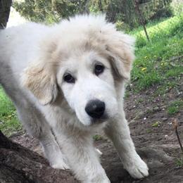 Great Pyrenees from Lecteur Kennels