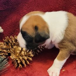 Boy 5 - Fawn Boxer puppy in Wisconsin from Baja Boxers