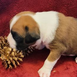 Boy 5 - Fawn Boxer puppy in Wisconsin from Baja Boxers