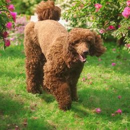 Lady - Poodle
