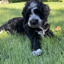 Aussiedoodle, Goldendoodle, Poodle, and Sheepadoodle Puppies from Draper Mountain Doodles