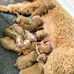 Bernedoodle, Goldendoodle, and Poodle Puppies from Doaks Creek Doodles