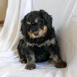 Parsnip Big Sweetie - Phantom male Bernedoodle puppy in Eureka, Illinois from Joley Aire Family Dogs