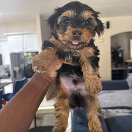 Yellow - Black and tan female Yorkshire Terrier puppy in North Las Vegas, Nevada from KD's Yorkshire Terriers
