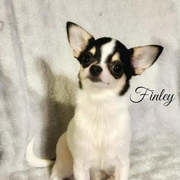 Finley aka Fin - Black and white male Chihuahua puppy in Henderson, Kentucky from Western Kentucky Chihuahua’s and Chinese Crested’s