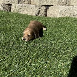 Sable female - Sable female Dachshund puppy in San Diego, California from San Diego Dachshunds