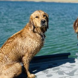 Golden Retrievers from Summit Canine Breeding