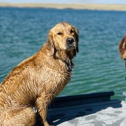 Golden Retrievers from Summit Canine Breeding
