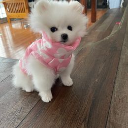 Pomeranian Puppies from Calverton Kennel