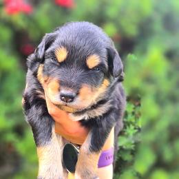 Freddy - Black tri-color male Australian Shepherd puppy in Salem, Oregon from Steady Aim Aussies
