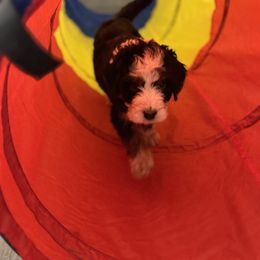 Bernedoodle Puppies from Bern'N Love Doodles