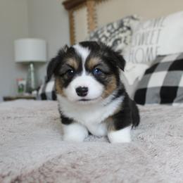 Betty (fluffy, TC, BC) - Black and tan female Pembroke Welsh Corgi puppy in Goliad, Texas from Rogers’ Fluffy Butt Corgis