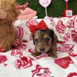 Brooke - Dapple female Dachshund puppy in Lake City, Florida from My Ditzy Doxies of Florida