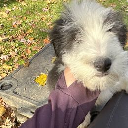 Bearded Collie and Border Collie Puppies from Beloved Bearded & Border Collies