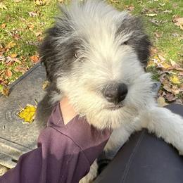 Bearded Collie and Border Collie Puppies from Beloved Bearded & Border Collies