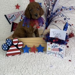 Girl 1 Toes - Red Irish Doodle puppy in Galloway, Ohio from Heavenly Poodles