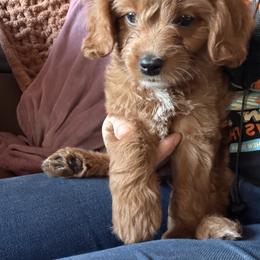 Cavapoo Puppies from Panda Puppies