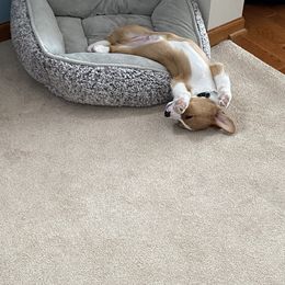 American Corgi and Pembroke Welsh Corgi Puppies from Beebe’s Corgis