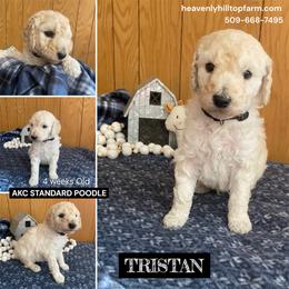 TRISTAN - Black Collar Boy - Cream male Poodle puppy in Charlo, Montana from Heavenly Hilltop Farm