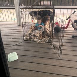 Miniature Australian Shepherd Puppies from Smushy Pups