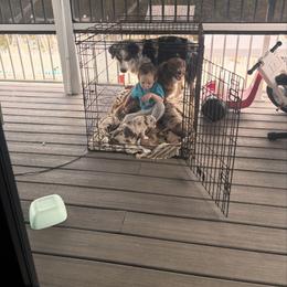 Miniature Australian Shepherd Puppies from Smushy Pups