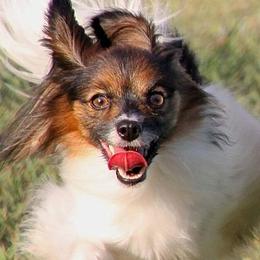 Papillons from Dellavon Papillons