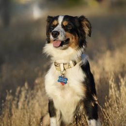 Miniature American Shepherds and Miniature Australian Shepherds from Rhodes Avenue Kennel