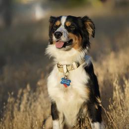 Miniature American Shepherds and Miniature Australian Shepherds from Rhodes Avenue Kennel