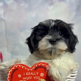 Temptation - Black and white female Havanese puppy in Clermont, Florida from Country Sweet Havanese and Creative Coaching