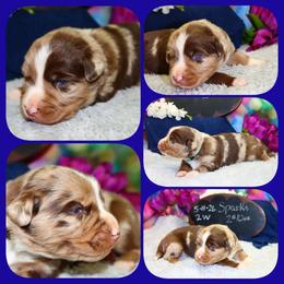 Sparks - Red merle male Australian Shepherd puppy in Levelland, Texas from Once Upon a Time Aussies