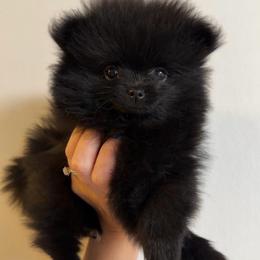 Tip - Black female Pomeranian puppy in Jackson, Tennessee from Little House Pomeranians