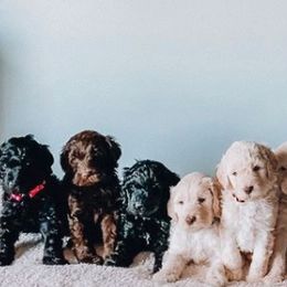 Goldendoodles from Maggie Moo’s Doodles