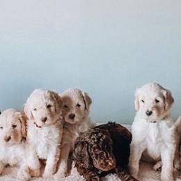 Goldendoodles from Maggie Moo’s Doodles