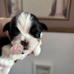 Rasberry - Red and white female Shih Tzu puppy in Redmond, Oregon from Jazzie Shih Tzu & English Toy Spaniels