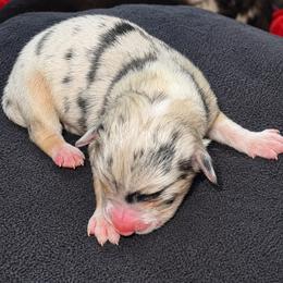 Gilly Owens - Blue merle female Australian Shepherd puppy in Chaplin, Connecticut from Mystic Moon
