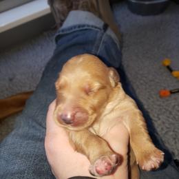 Blue - Golden female Golden Retriever puppy in Merino, Colorado from High Plains Goldens
