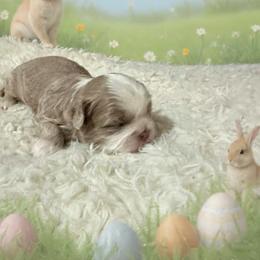 Valentino - Liver and white male Shih Tzu puppy in Bethpage, Tennessee from Tennessee's Treasured Shih Tzus