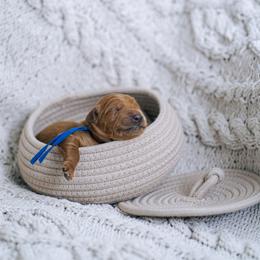 Blue collar boy - Maui - Red  male Goldendoodle puppy in Duncan, South Carolina from Abner Creek Poodles & Doodles